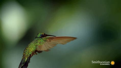 Experience the Magic of Hummingbirds on PBS Network